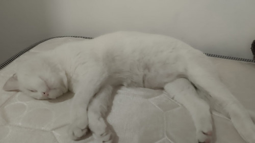 Apolo