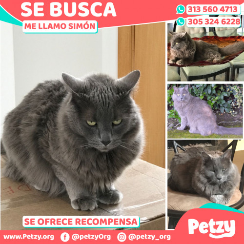 Foto de mascota Simón