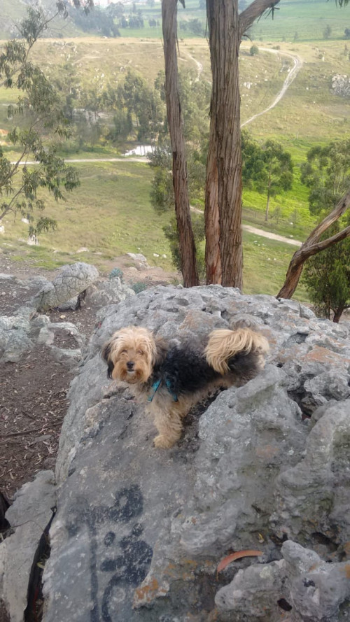 Manchas