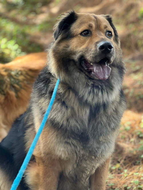Apolo