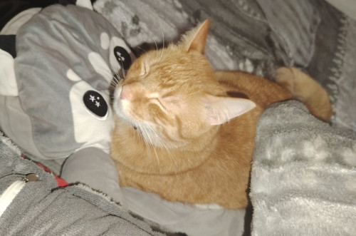Max