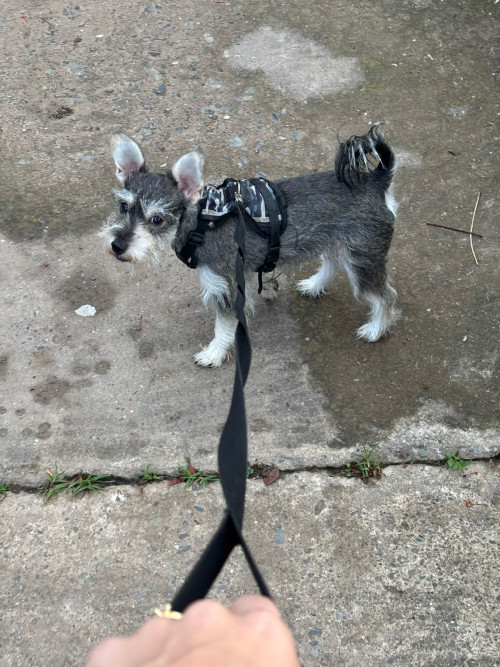 Bluey