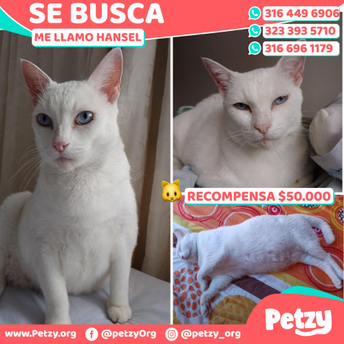 Foto de mascota Hansel