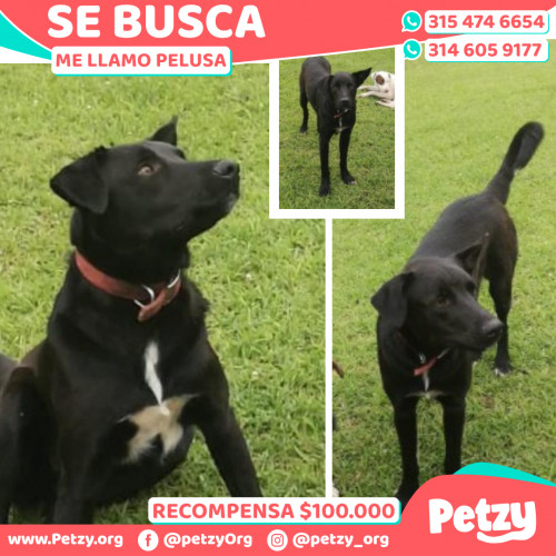 Banner de Pelusa