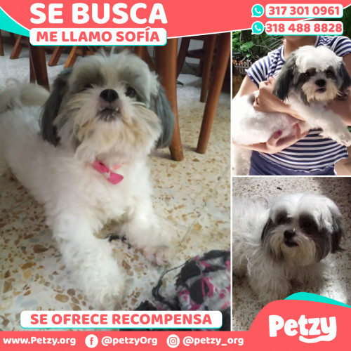 Foto de mascota Sofía