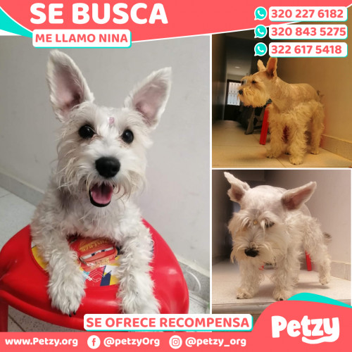 Foto de mascota Nina