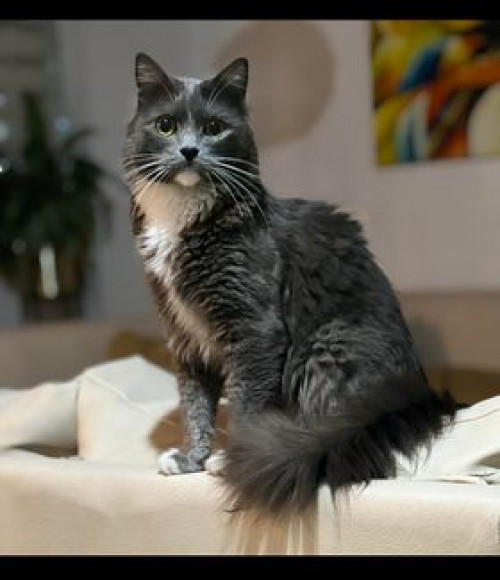 Merlín