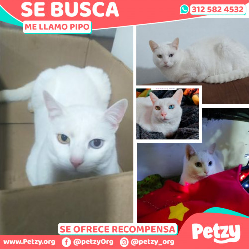 Foto de mascota Pipo