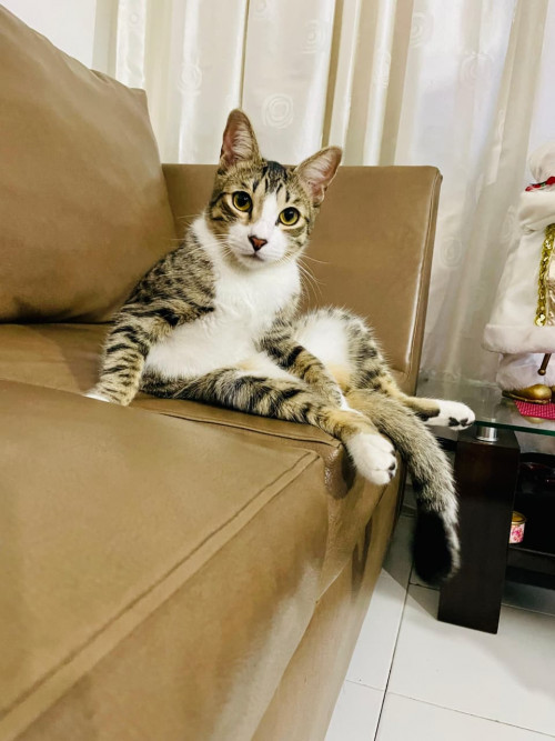 Patacón