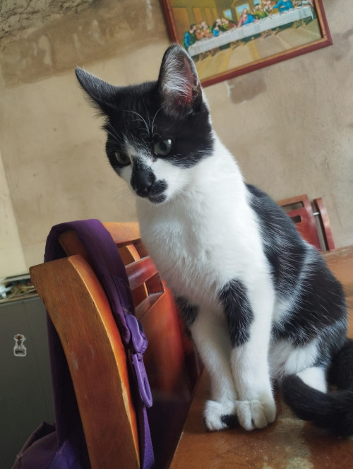 Chimuelo