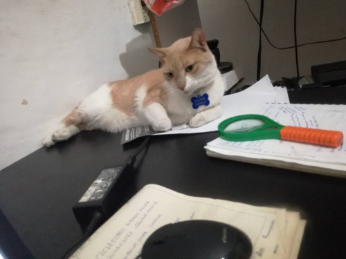 Milo