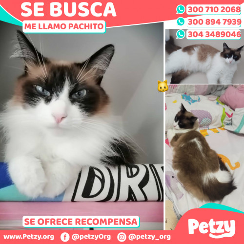 Foto de mascota Pachito