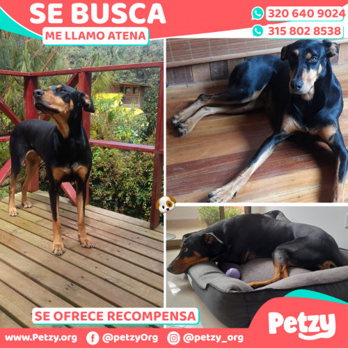 Foto de mascota Atena