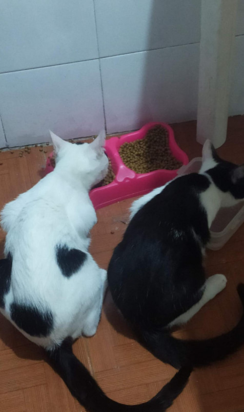 Mailo Y Oreo