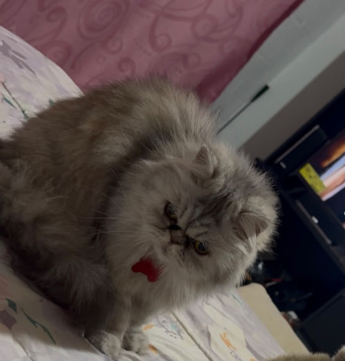 Pelos