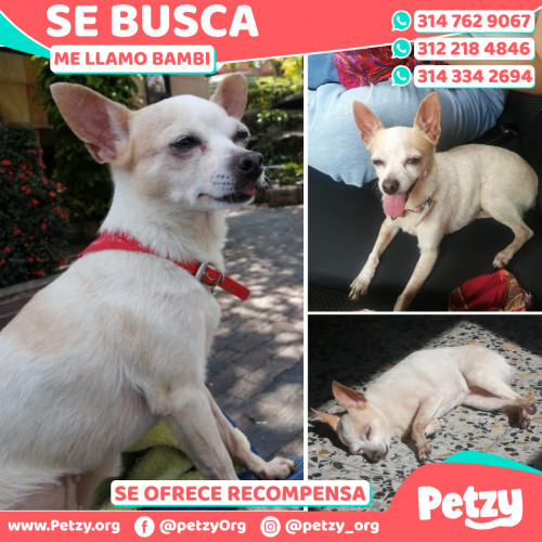 Foto de mascota Bambi