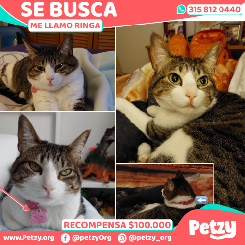 Foto de mascota Ringa