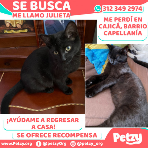 Foto de mascota Julieta 