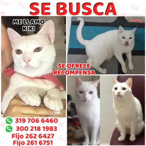 Foto de mascota Kiki