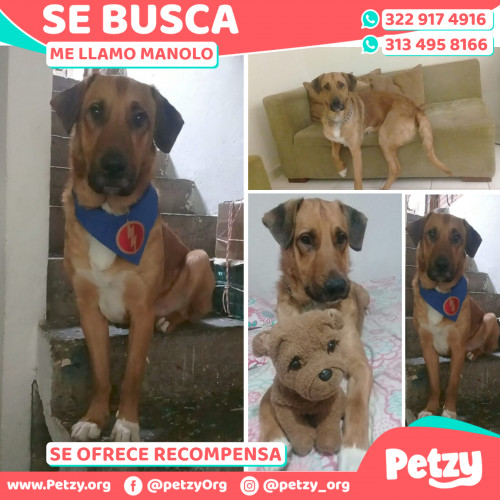 Foto de mascota Manolo