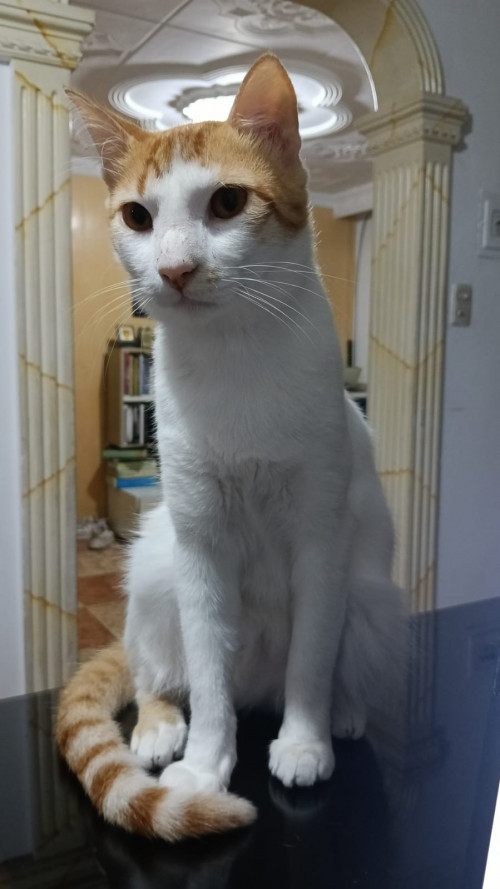 Simón