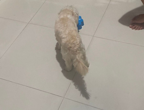 Rocco Arrieta