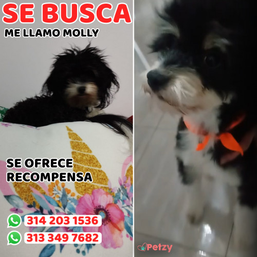 Foto de mascota Molly