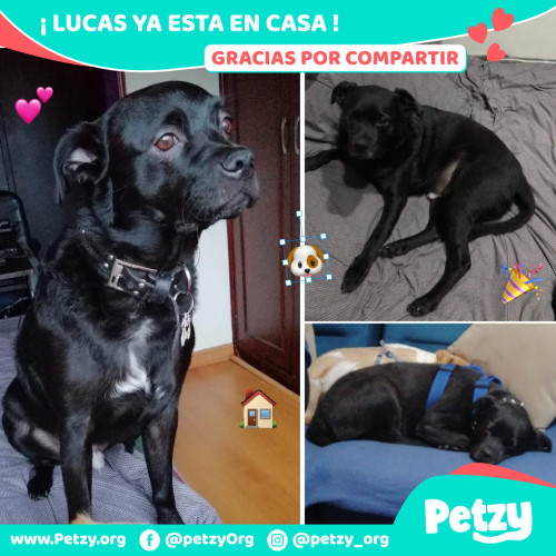 Foto de mascota Lucas