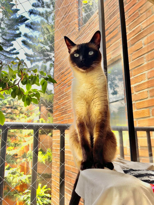 Peluso O Cosita Linda