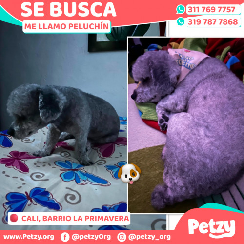 Peluchín