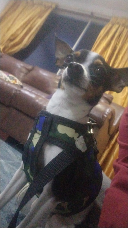 Zeus