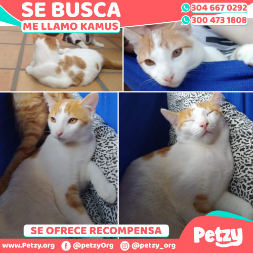 Foto de mascota Kamus