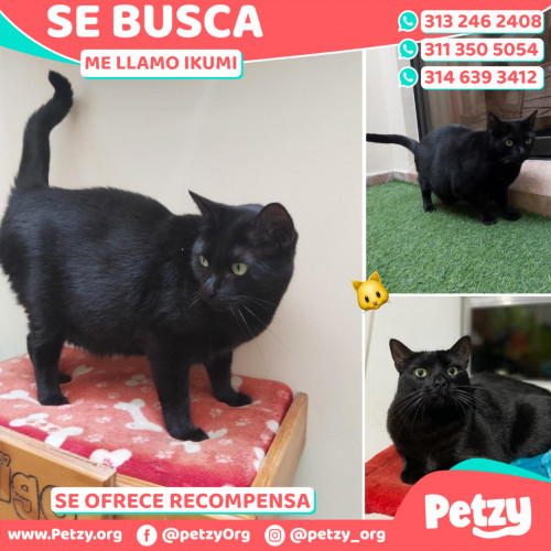 Foto de mascota Ikumi