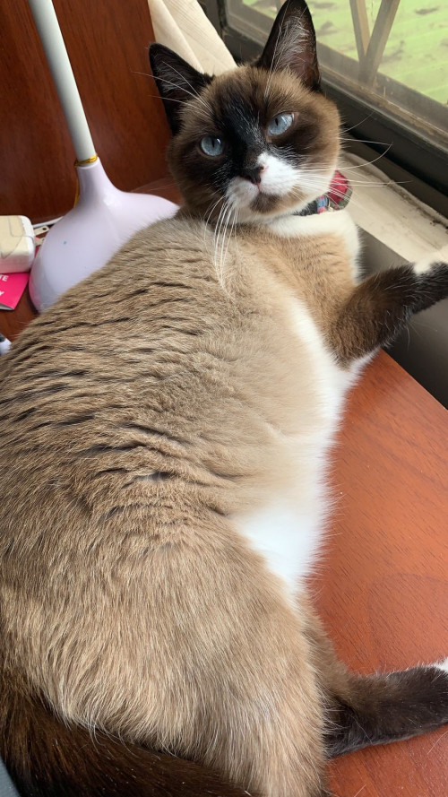 Mía