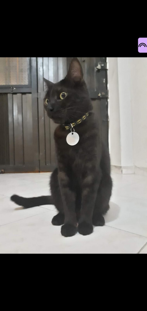 Chimuelo