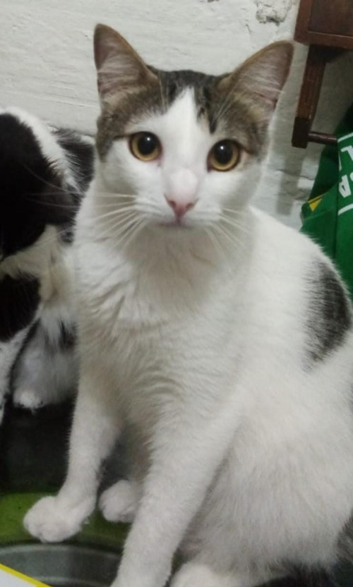 Fito
