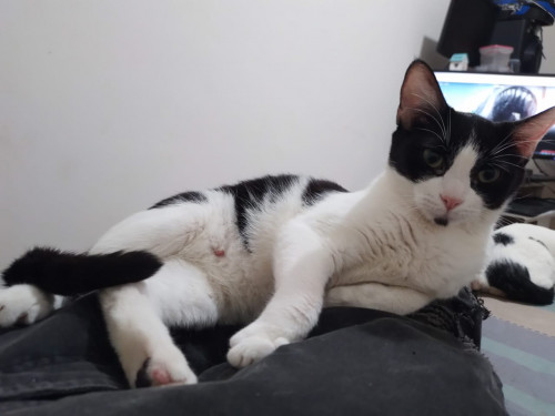 Mailo Y Oreo