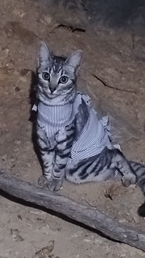 Niña
