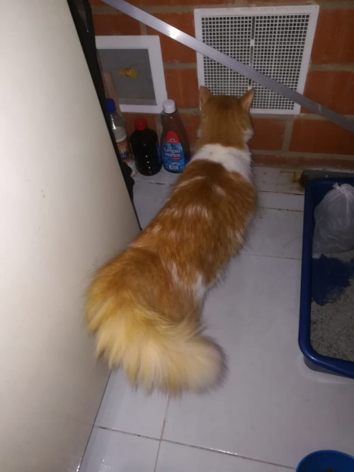 Fito