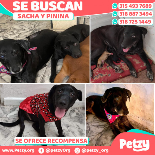 Foto de mascota Sacha Y Pinina