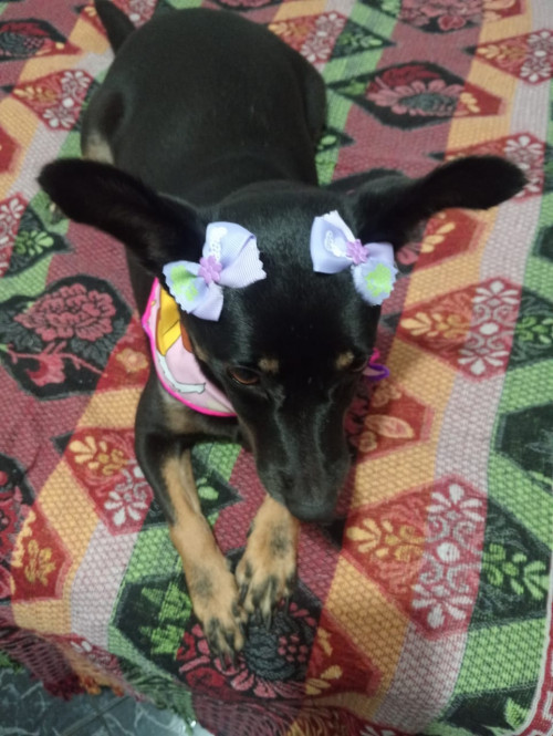 Marquesa