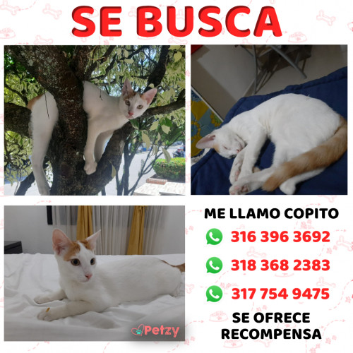 Foto de mascota Copito