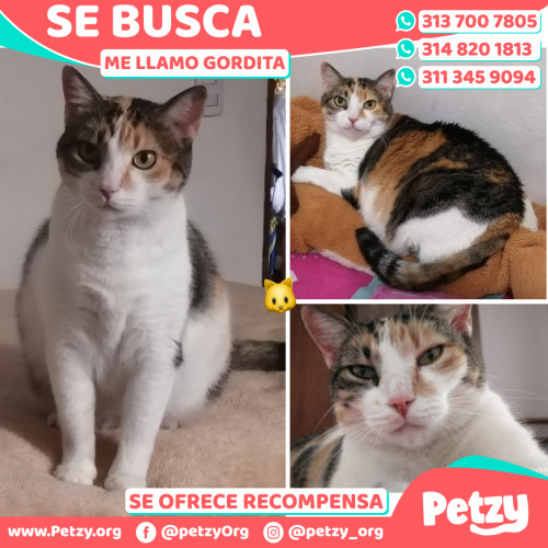 Foto de mascota Gordita