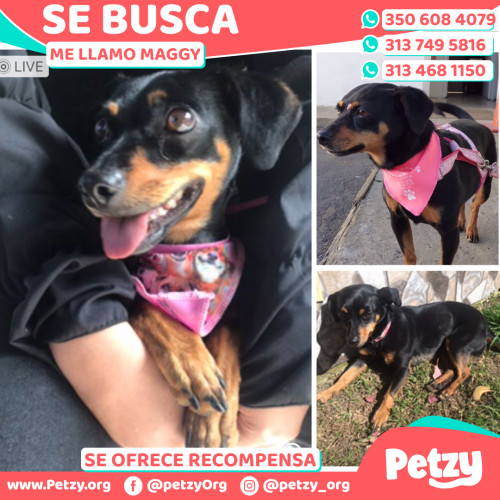 Foto de mascota Maggy