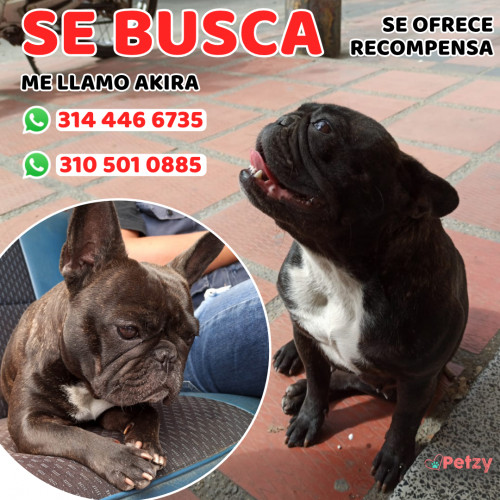 Foto de mascota Akira