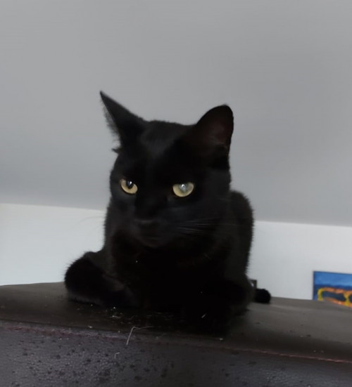 Negrito