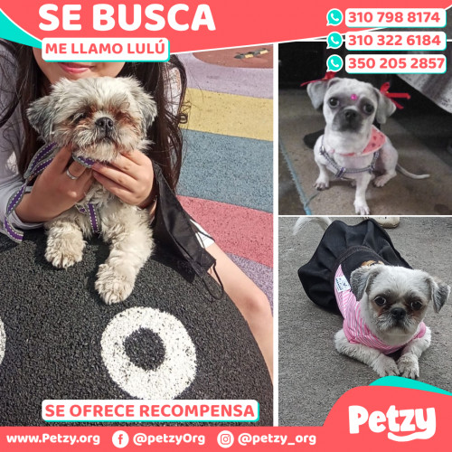 Foto de mascota Lulú