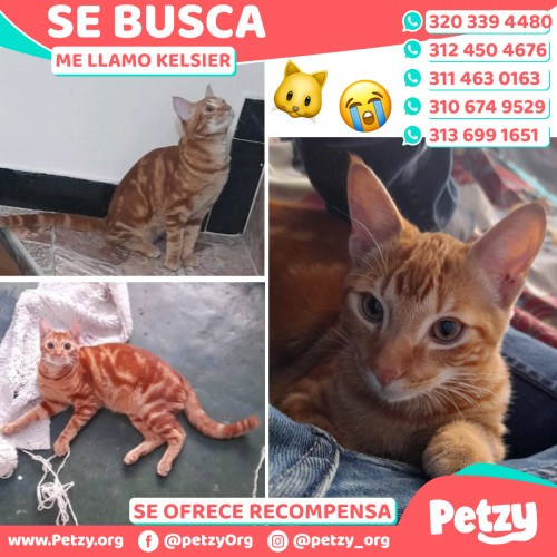 Foto de mascota Kelsier