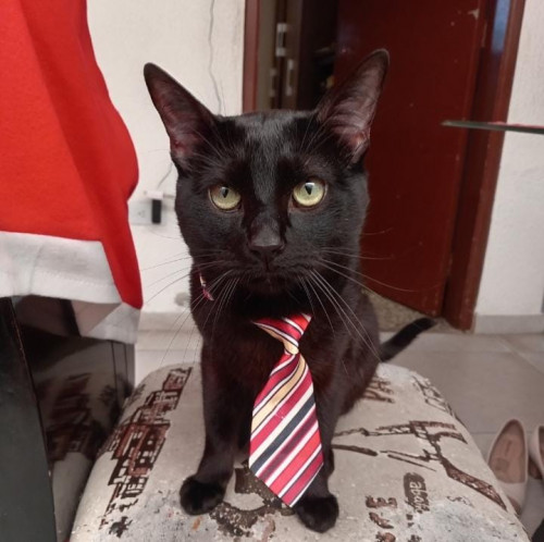 Milo