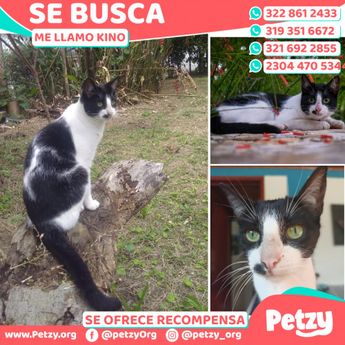 Foto de mascota Kino